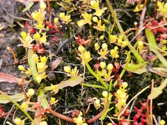 Phyllangium distylis