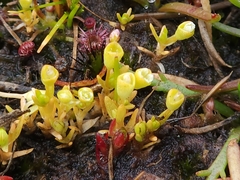 Phyllangium distylis