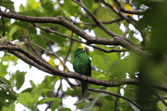 Cyanoramphus malherbi