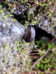Gastropoda