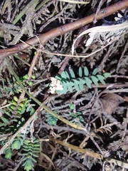 Pimelea prostrata