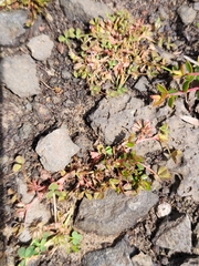 Trifolium ornithopodioides