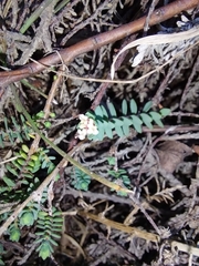 Pimelea prostrata