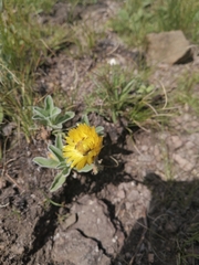 Helichrysum aureum