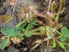 Trifolium ornithopodioides