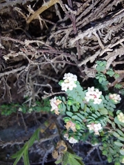 Pimelea prostrata