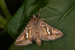 Chrysodeixis argentifera