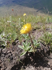 Helichrysum aureum