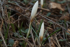 Crocus aleppicus
