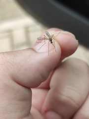 Culicinae