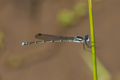 Austrolestes colensonis