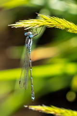 Austrolestes colensonis