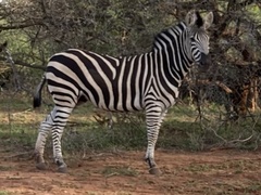 Equus quagga chapmani