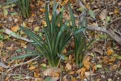 Vagaria parviflora