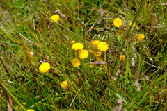 Leptorhynchos squamatus