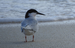 Sterna dougallii