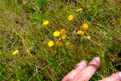 Leptorhynchos squamatus