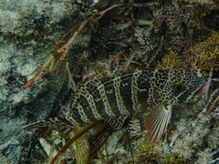 Goniistius rubrolabiatus