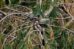 Fringilla coelebs gengleri