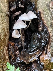 Mycena galericulata