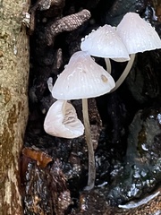 Mycena galericulata