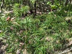 Persoonia linearis