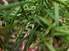 Persoonia linearis