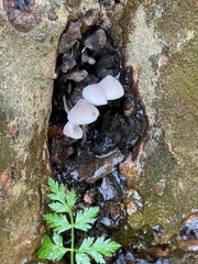 Mycena galericulata