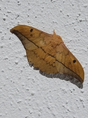 Cricula trifenestrata