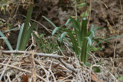 Vagaria parviflora