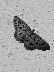 Craspedosis simulans