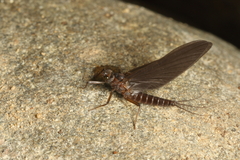 Leptophlebiidae