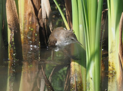 Acrocephalus gracilirostris
