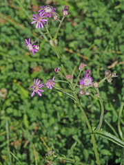 Senecio speciosus
