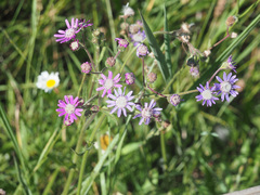 Senecio speciosus