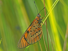 Acraea rahira