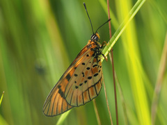 Acraea rahira