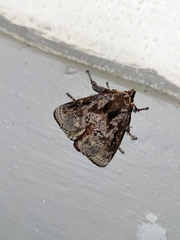 Phocoderma velutina
