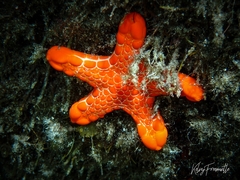 Pentagonaster duebeni