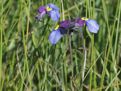 Monopsis decipiens