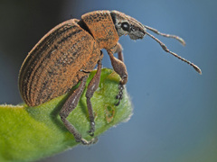 Sciobius