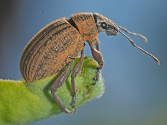 Sciobius
