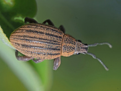 Sciobius