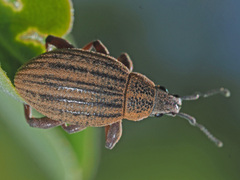 Sciobius