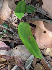 Smilax glyciphylla