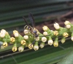 Phalerimeris phalerata