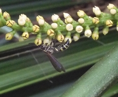 Phalerimeris phalerata