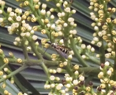 Phalerimeris phalerata