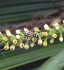 Phalerimeris phalerata