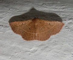 Corgatha dictaria